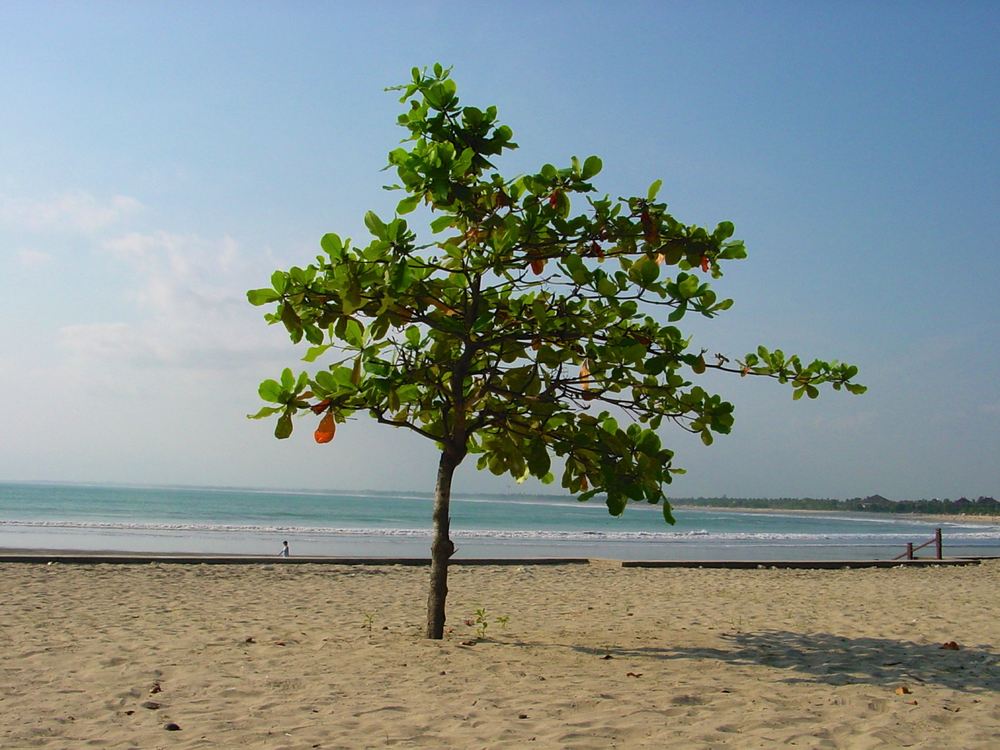 Bali — photo 10