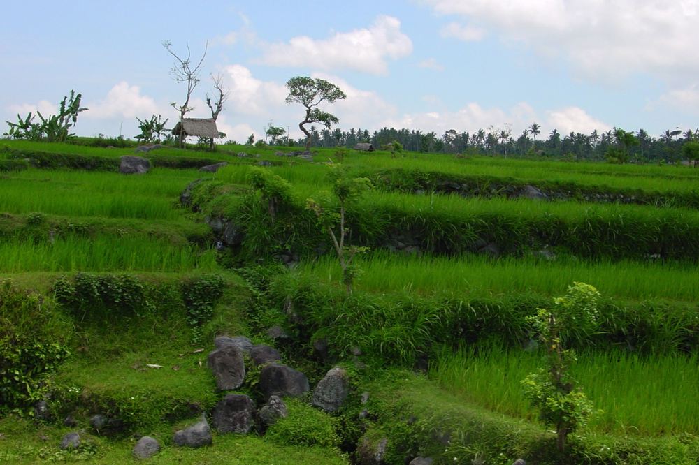 Bali — photo 16