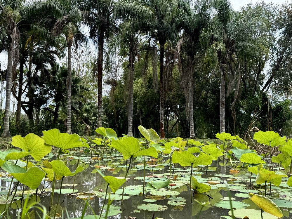 Le Morne — photo 03