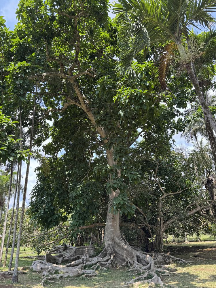 Le Morne — photo 05