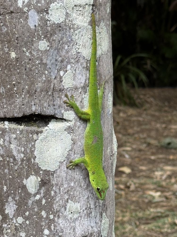 Le Morne — photo 07