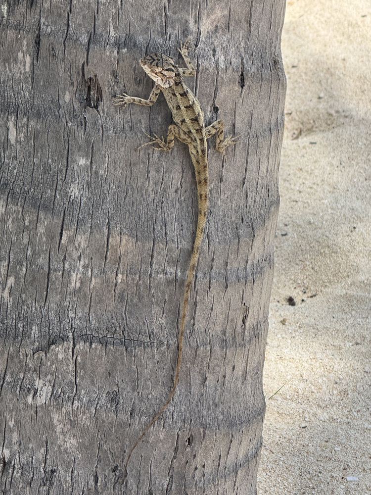 Le Morne — photo 13