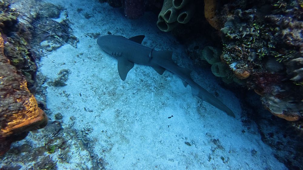 Cozumel — photo 15