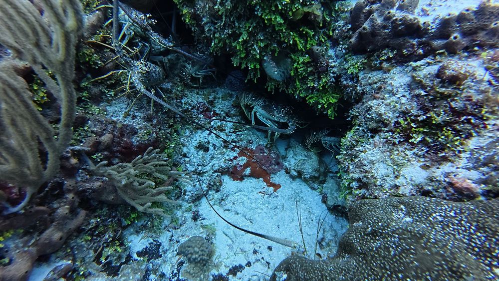 Cozumel — photo 17