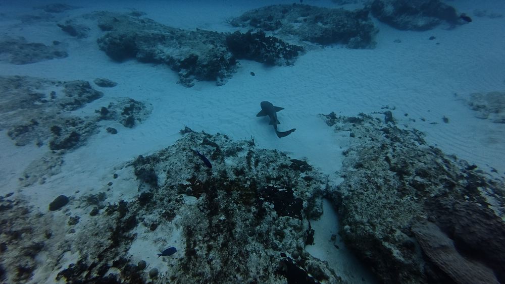 Cozumel — photo 20